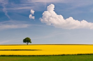 rapeseed and the tree